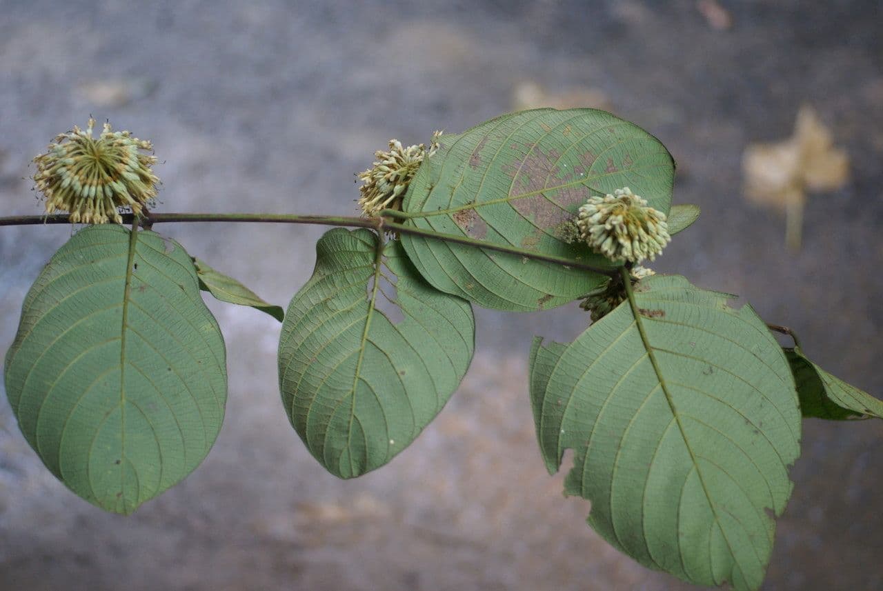 Kadamba 16