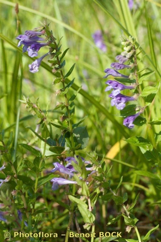 Scutellaria hastata 9