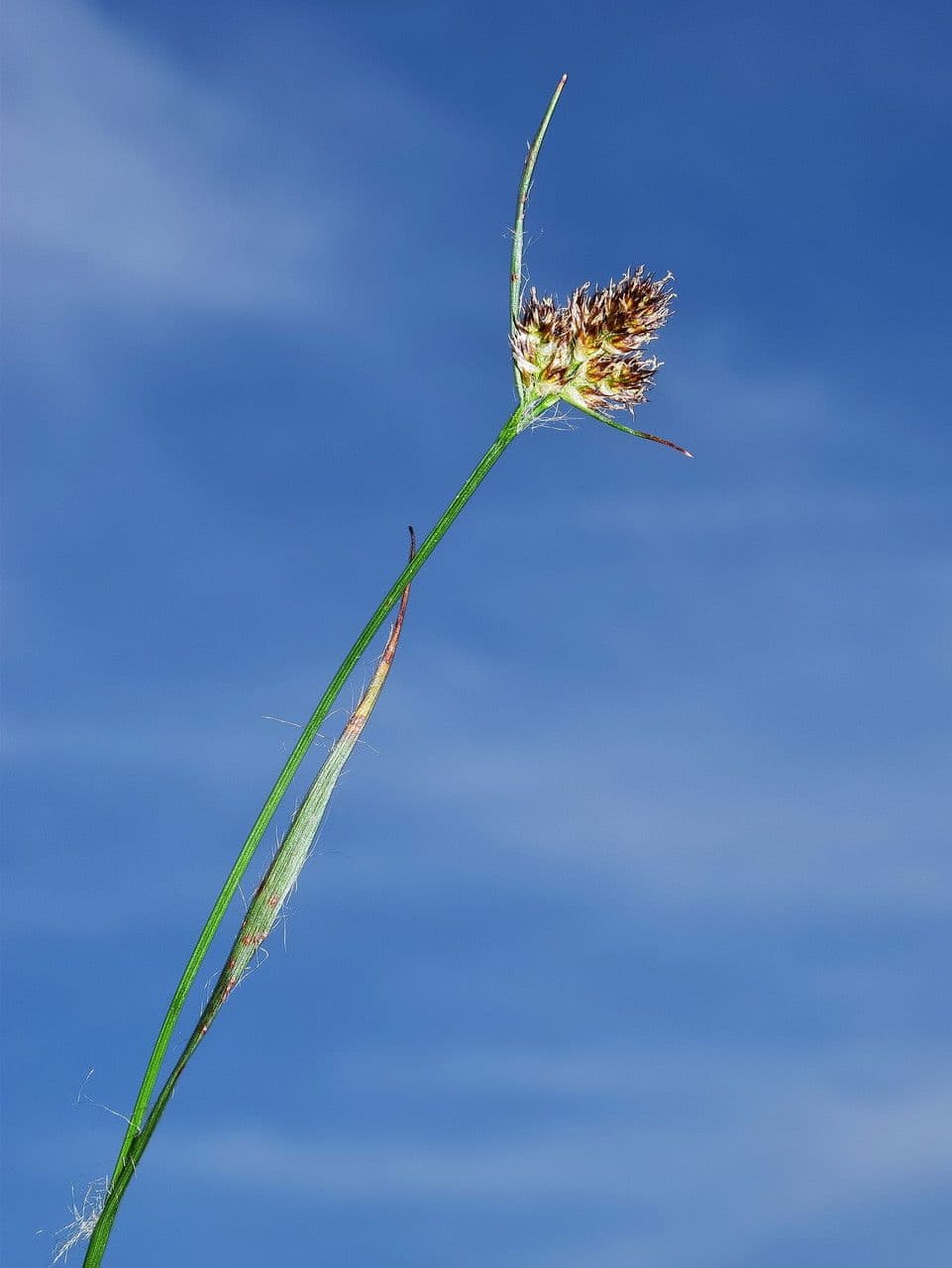 Luzule condensée 9
