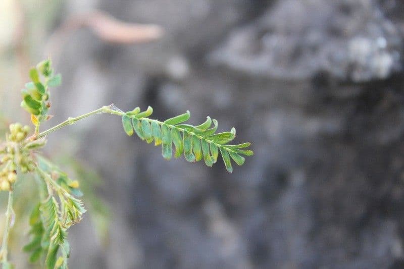 Bogen-Desmanthus 16