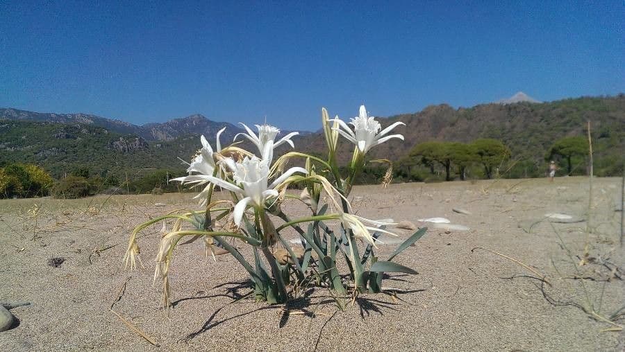 Pankracjum nadmorskie 9