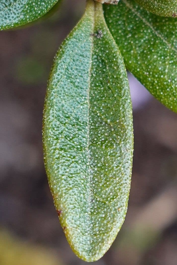 Rododendro 15
