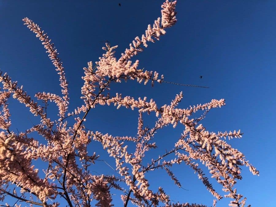 Tamarix parviflora 10