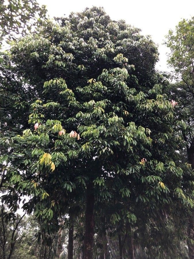 Elateriospermum tapos 5
