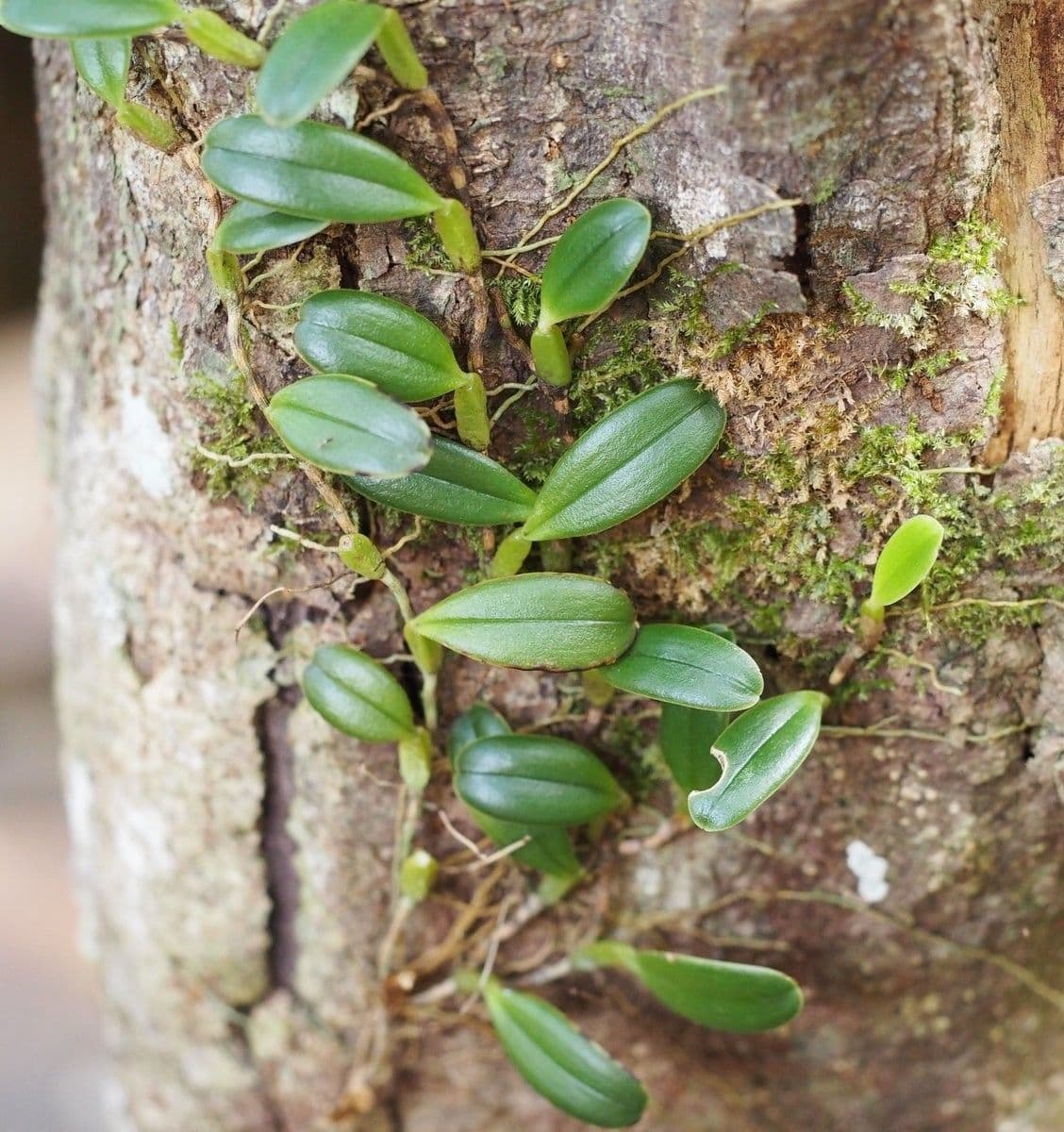 Bulbophyllum 11