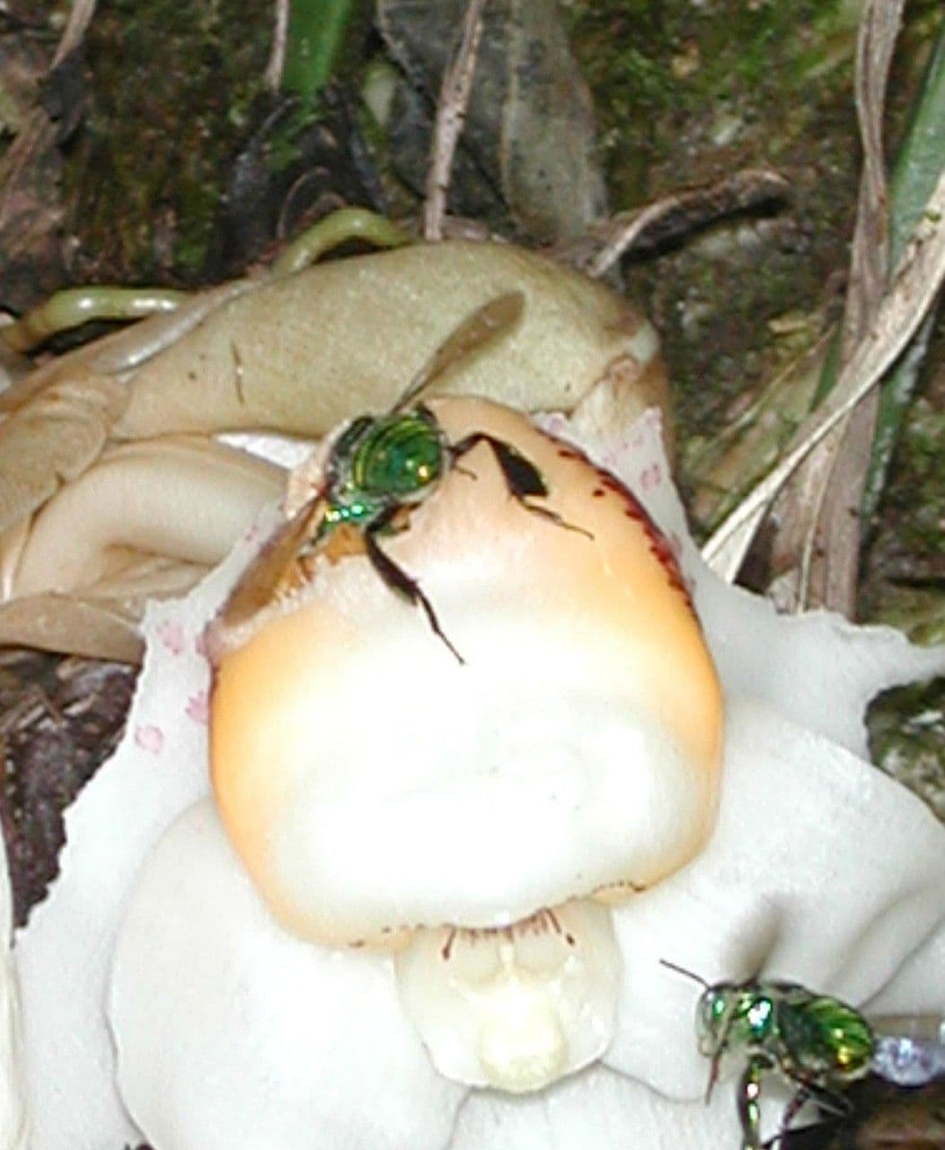 Stanhopea