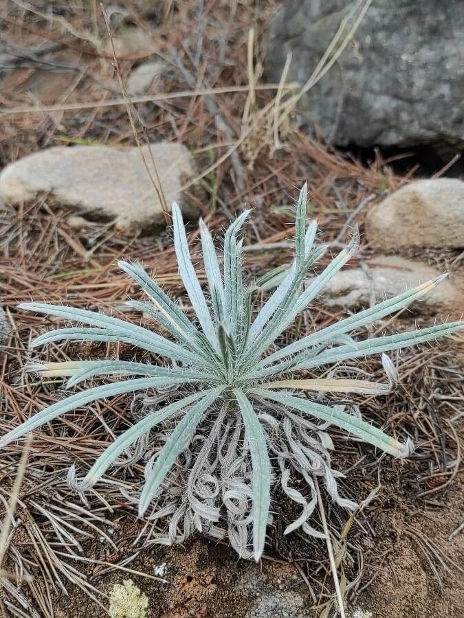 Pseudognaphalium 4