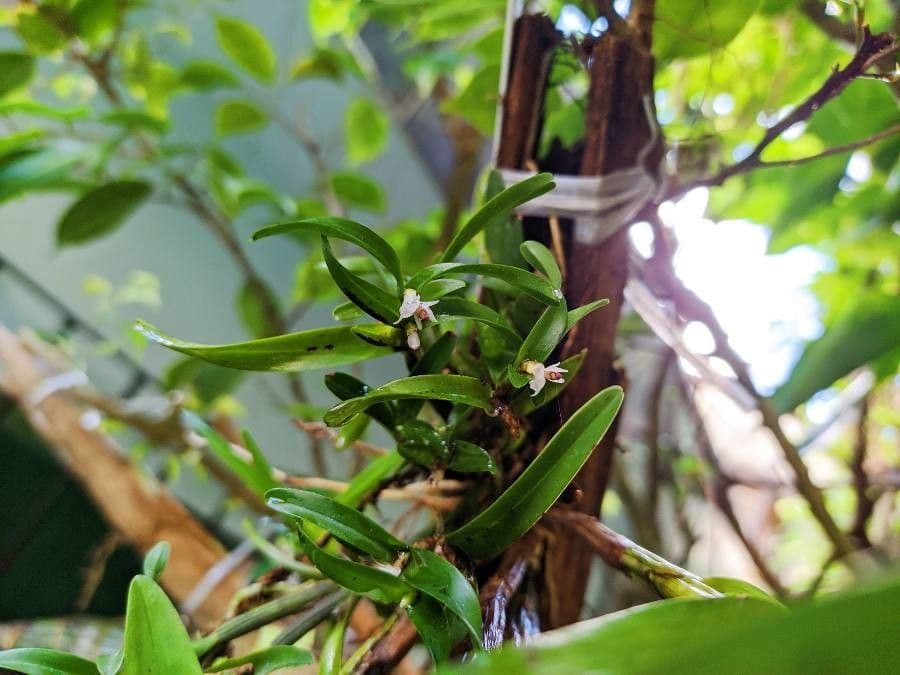 Scaphyglottis 3
