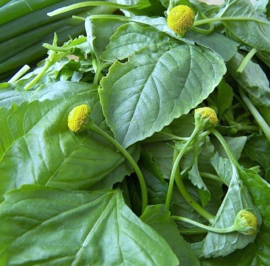 Acmella oleracea 18