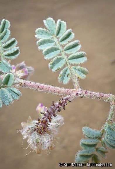 Dalea mollis 2