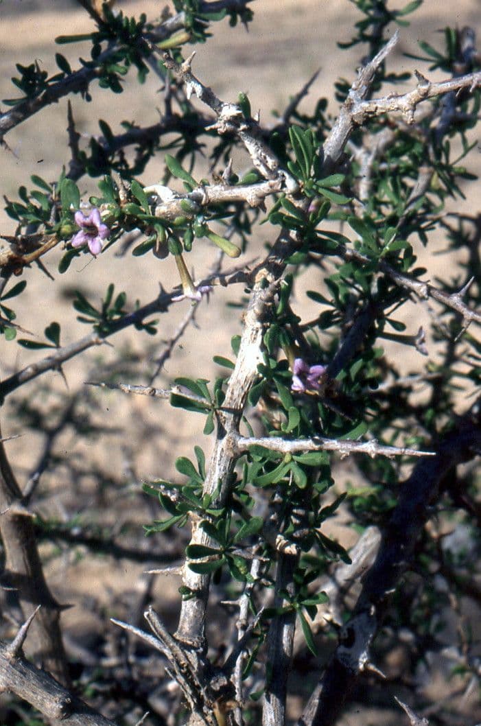 Licium 28