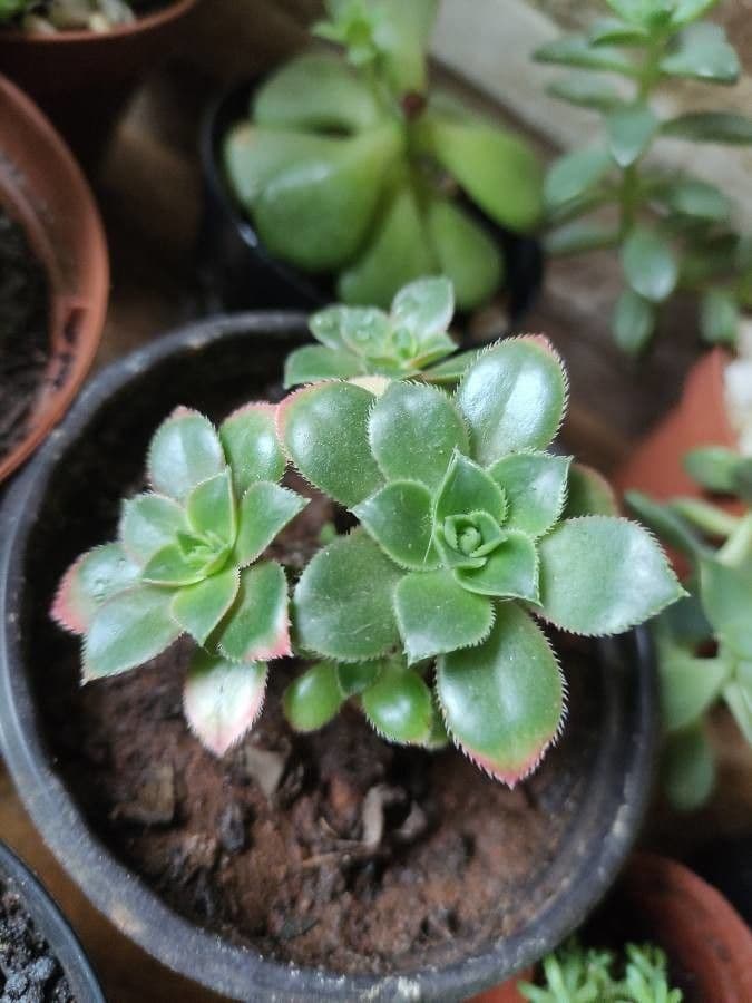 Aeonium decorum 9
