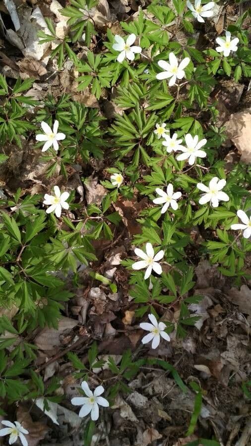 Fünfblättrige Anemone 16
