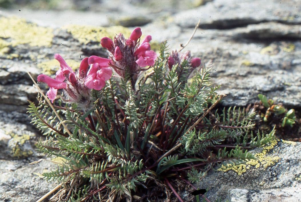 Pedicularis rosea 9