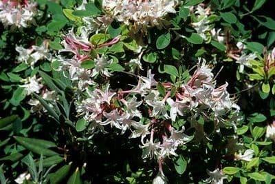 Rododendron atlantický 9