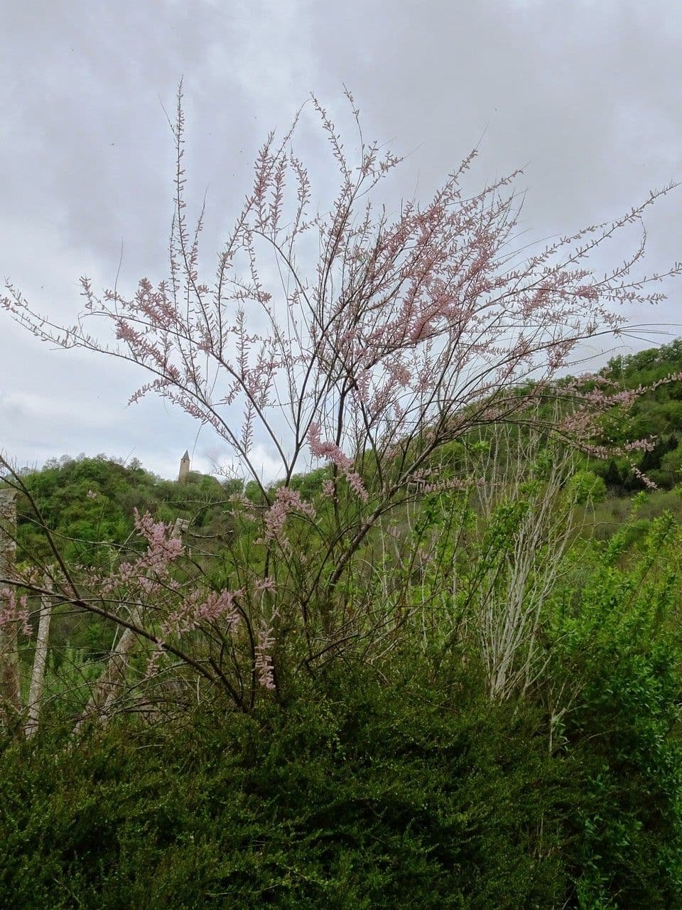 Tamarix parviflora 11