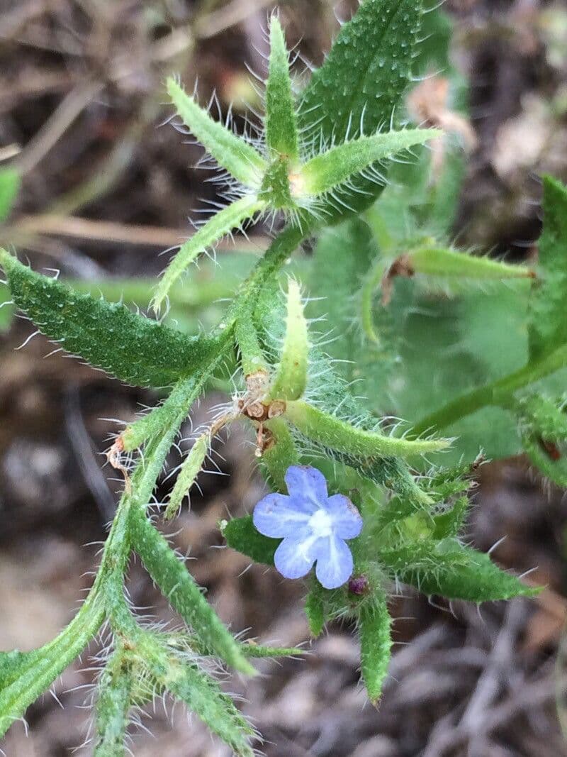 Buglossa selvatica 10