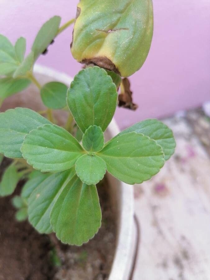 Plectranthus ornato 14