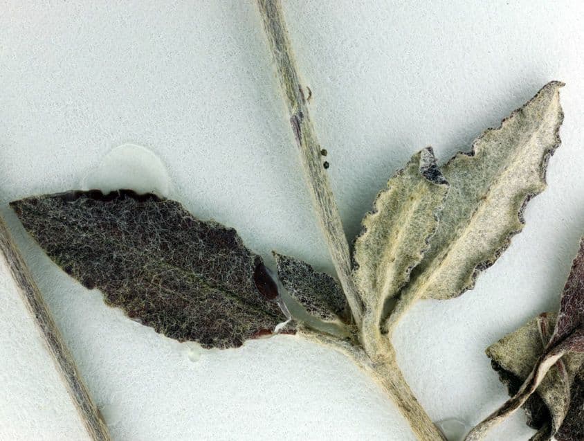 Eriogonum elongatum 11