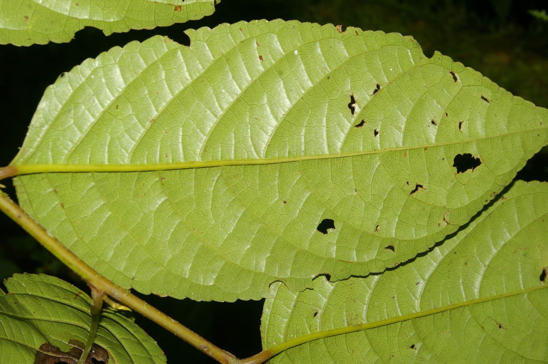 Perrottetia 5