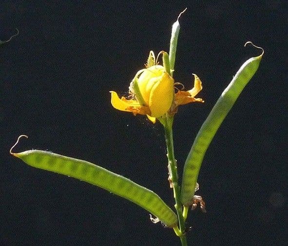 Ginestra odorosa 27