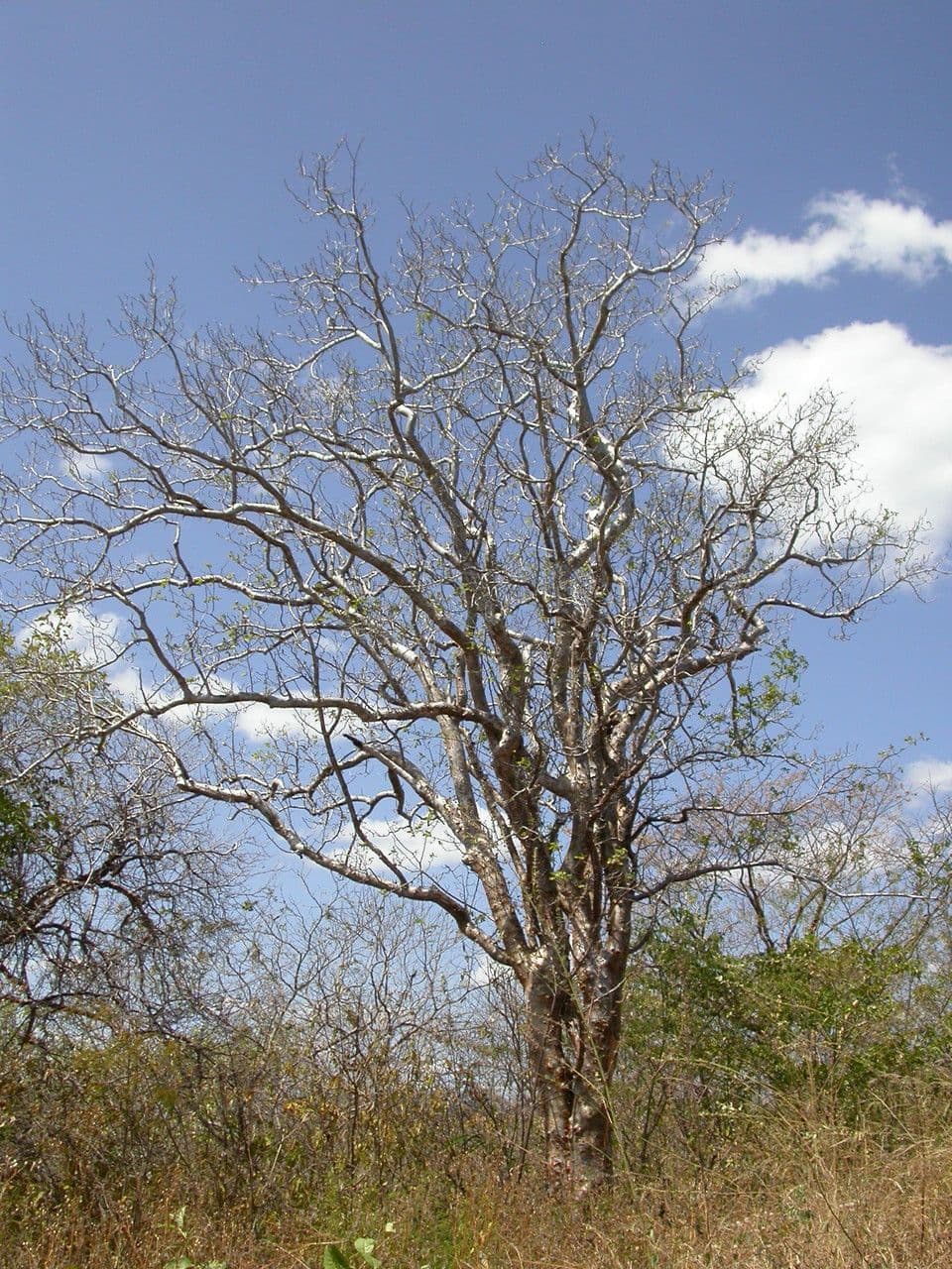 Commiphora leptophloeos