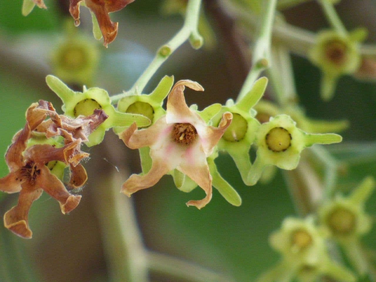 Dipterocarpus 3