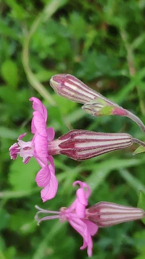 Silene 9