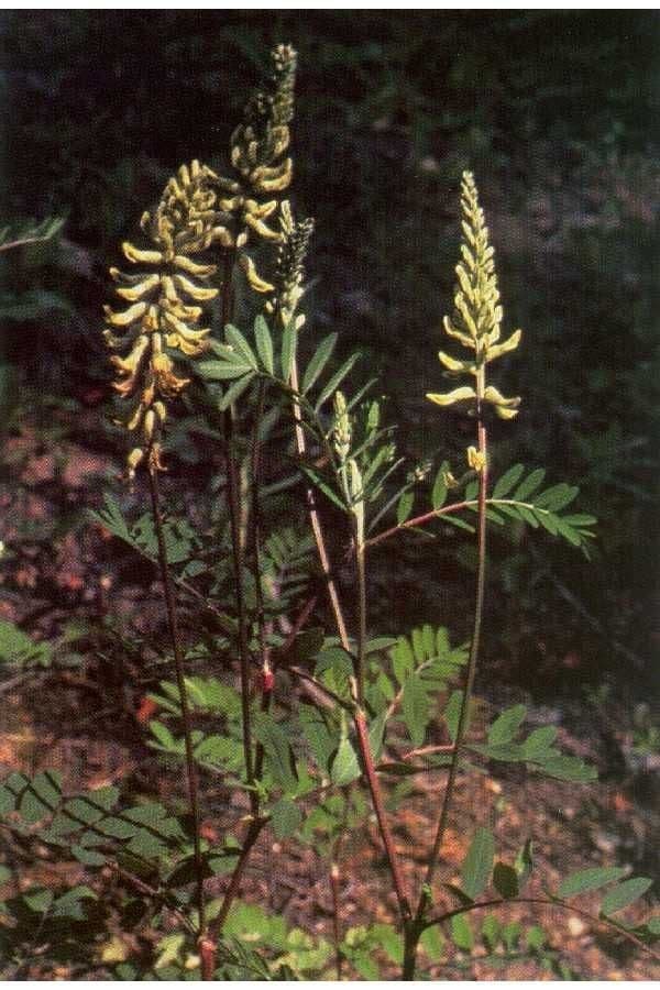 Astragalo canadese 6