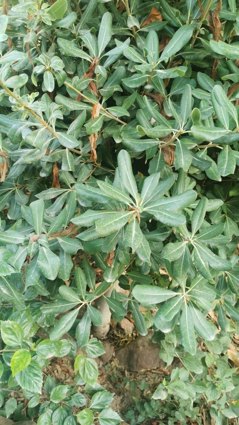 Pitosporum 19