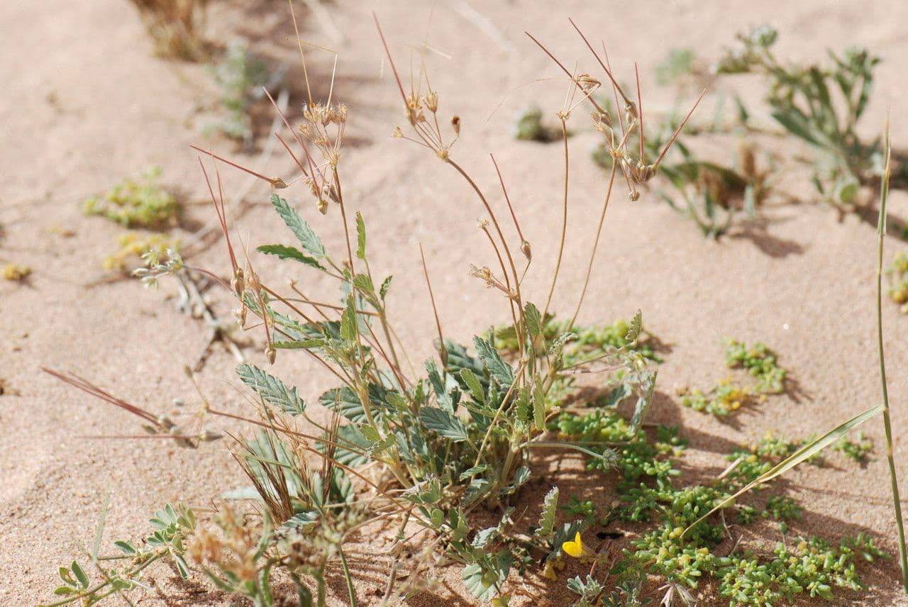 Monsonia 6
