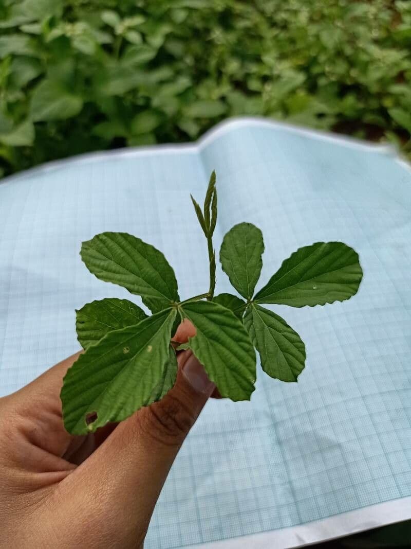 Cleome 17