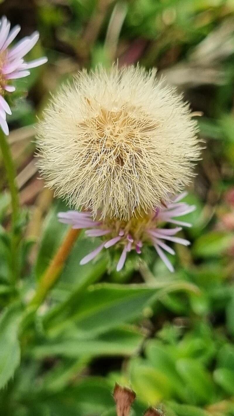 Erigeron alpino