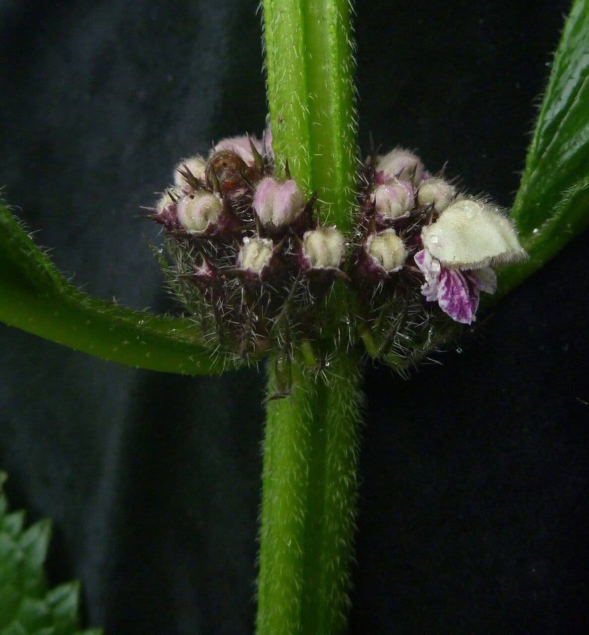 Phlomoides 6