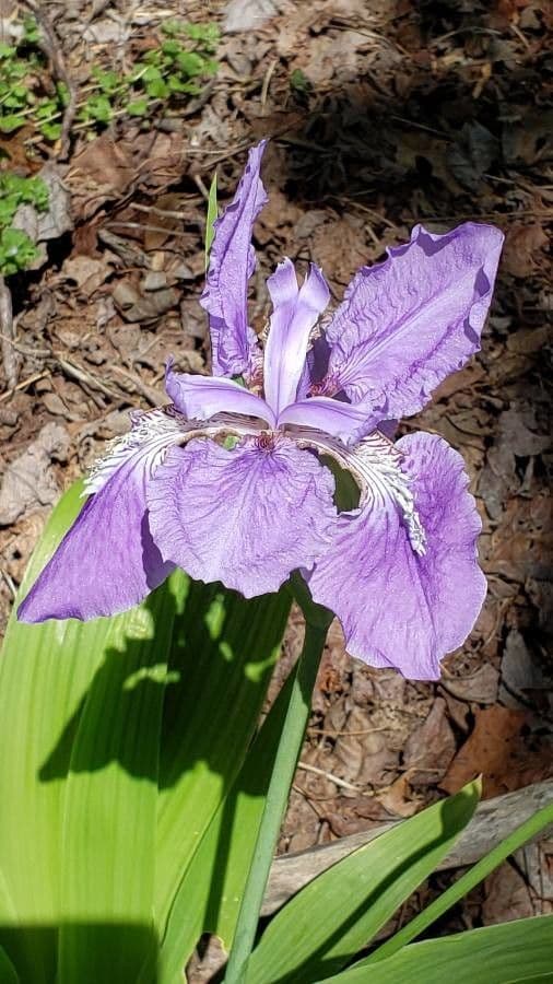 Iris dei tetti 3