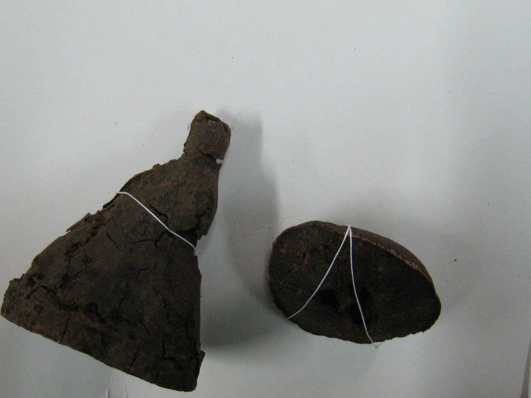 Eschweilera 12