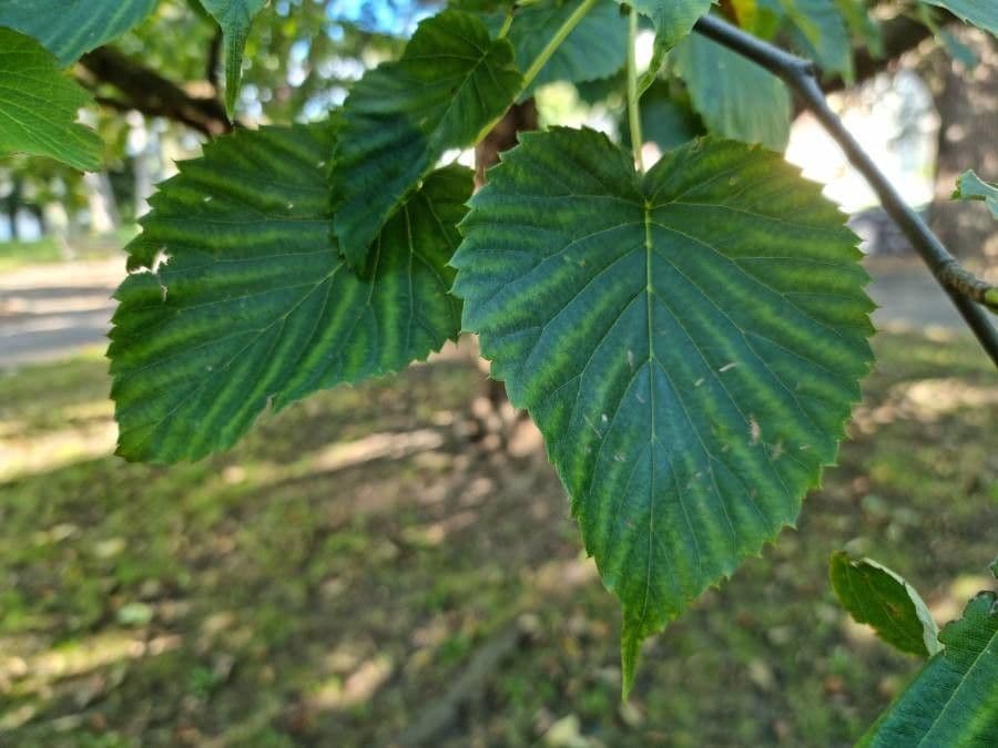 Taschentuchbaum 19