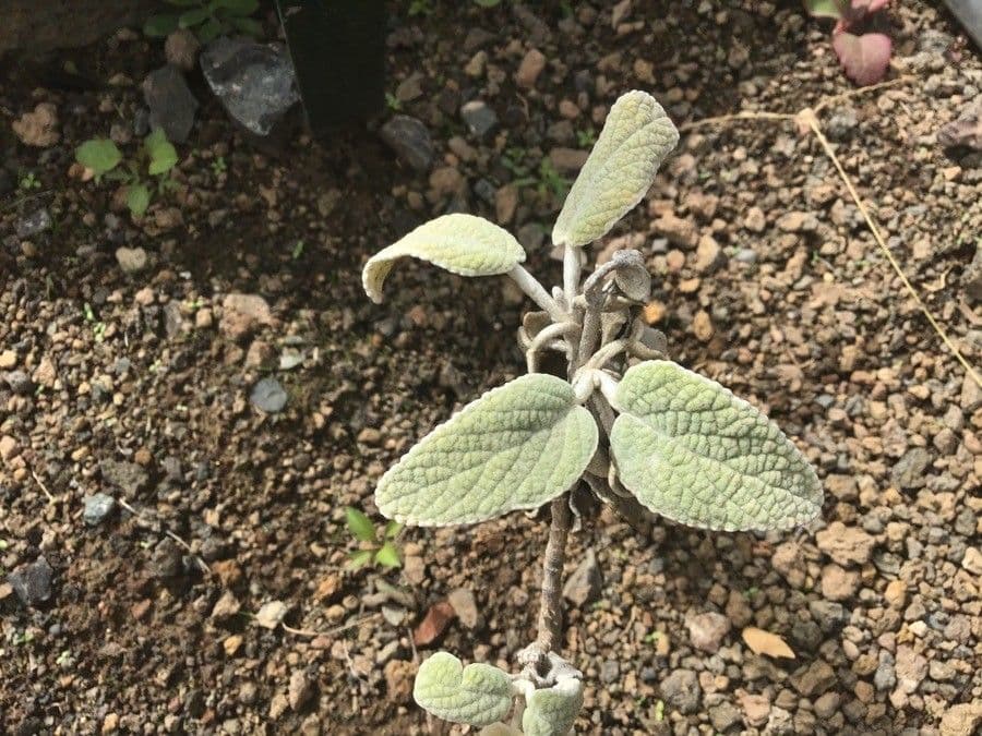 Sideritis