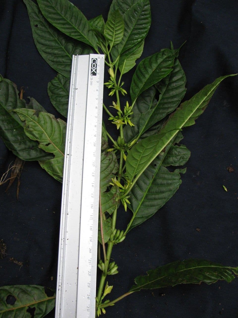 Hoffmannia 12