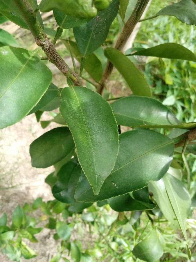 Arancio amaro 16
