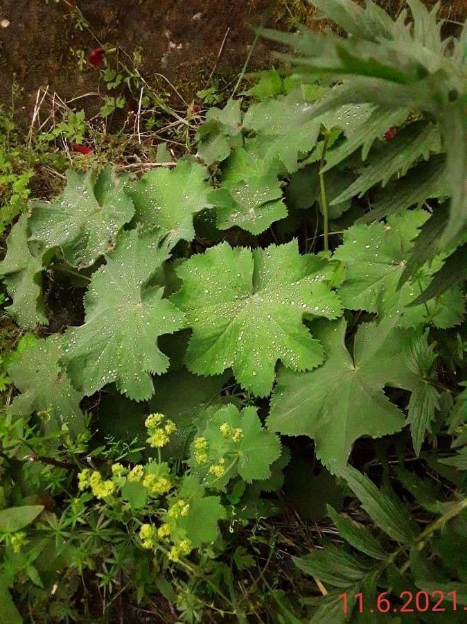 Alchemilla 2