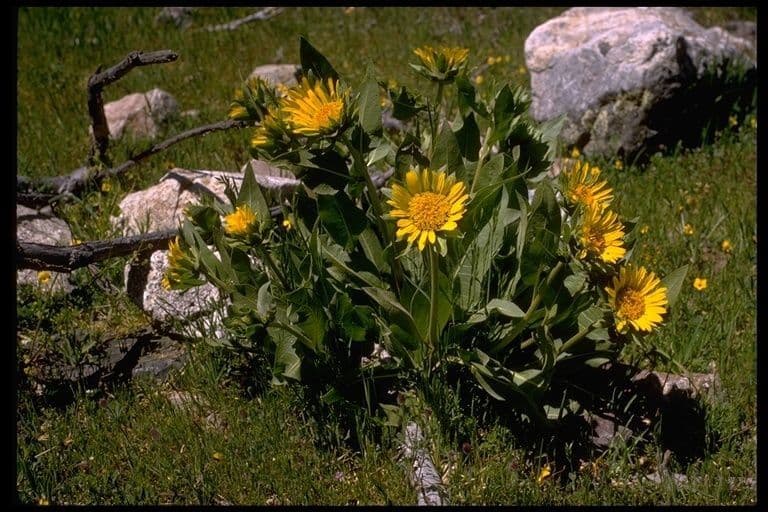 Wyethia helenioides 12