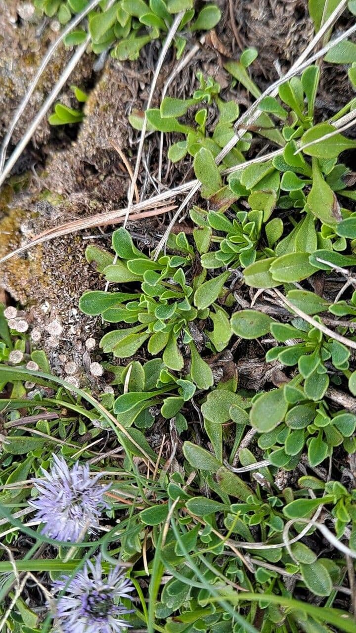Vedovelle delle Rocce 18