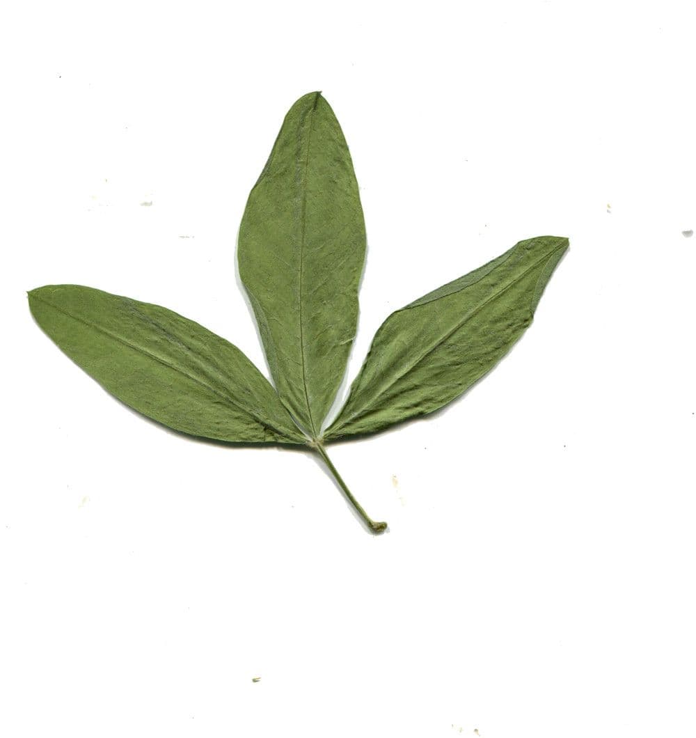 Anagyris fetida 27