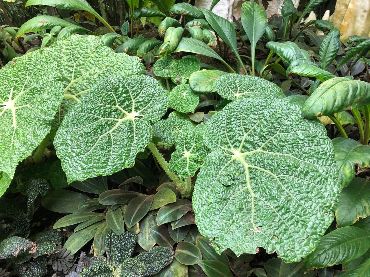 Begonia