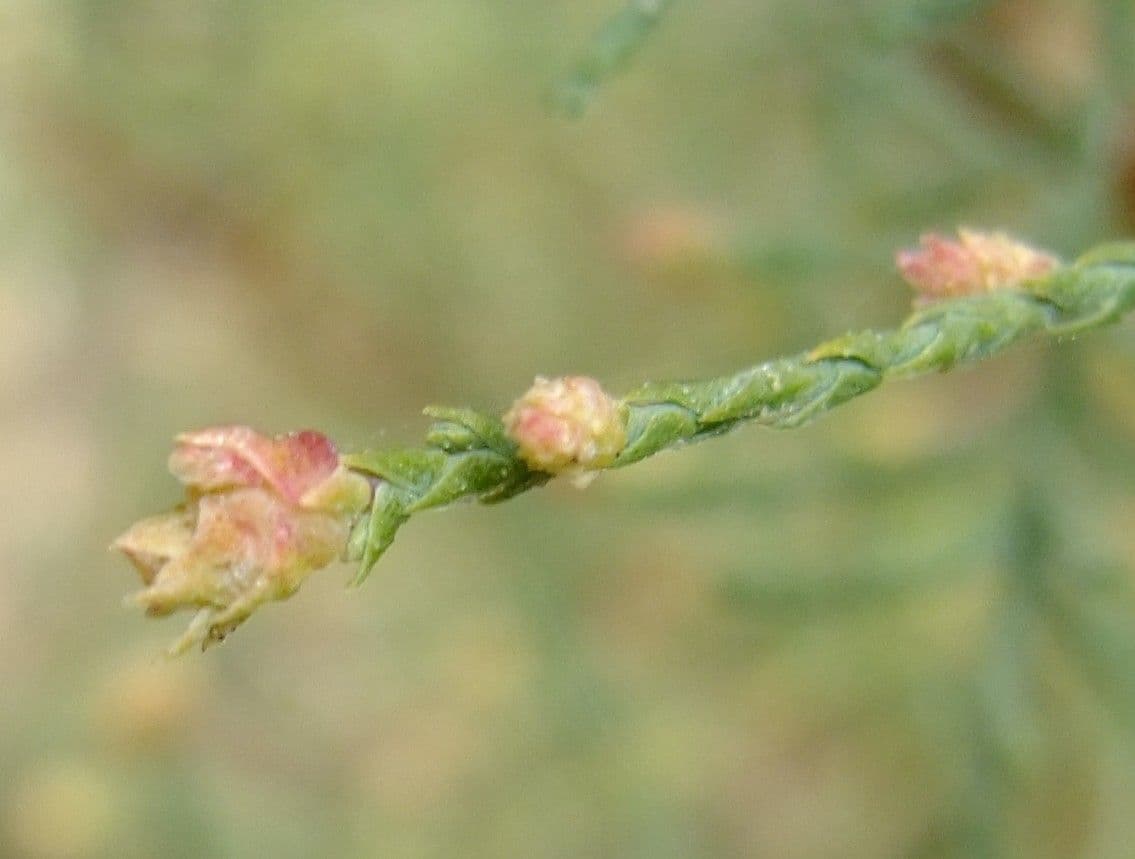 Kanaren-Tamarisk 5