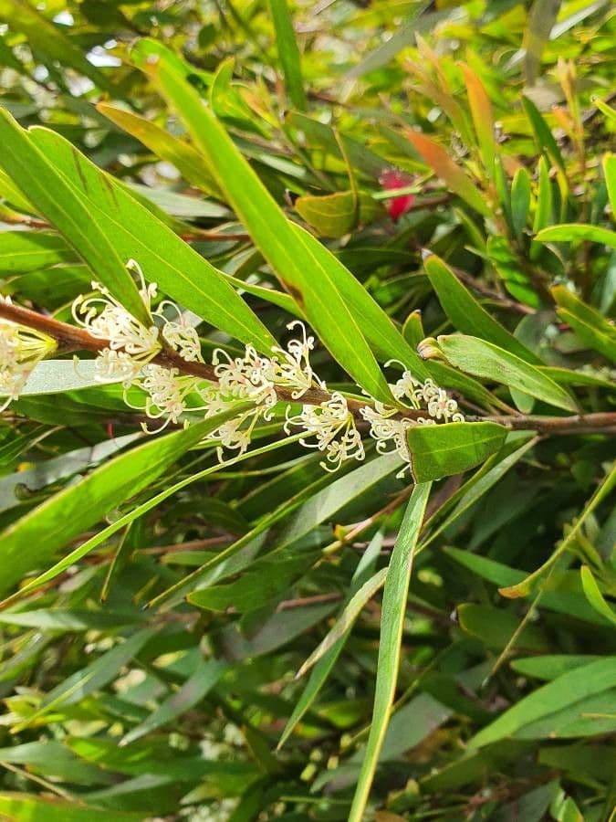 Weidenblättrige Hakea 14
