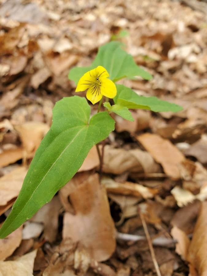 Viola hastata 2
