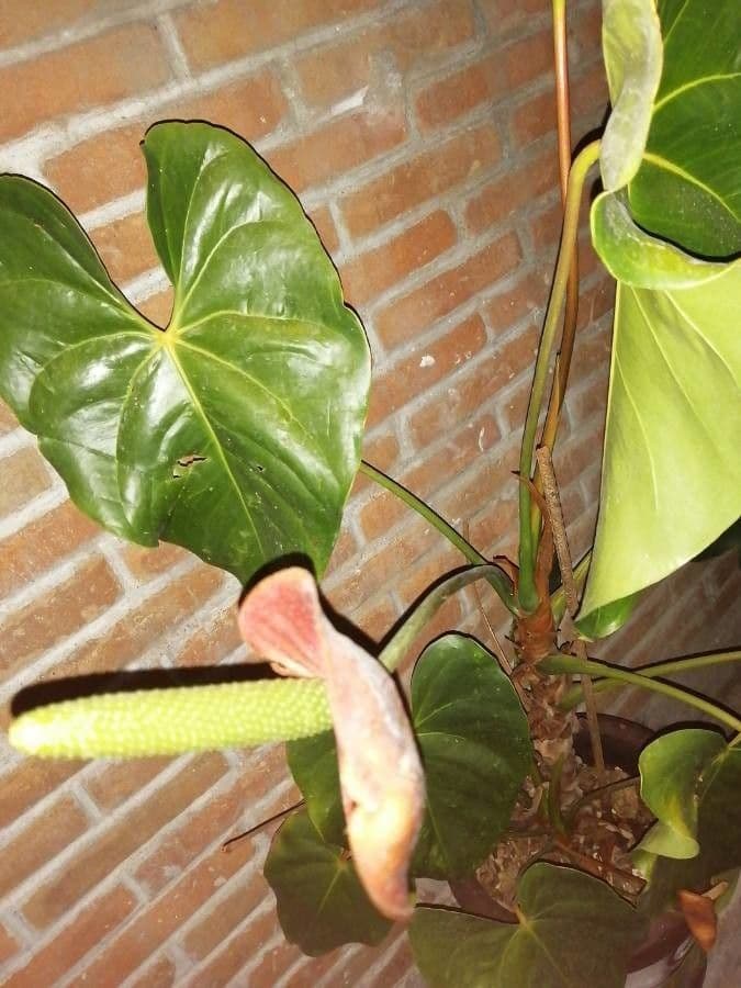 Antúria andreanum 2