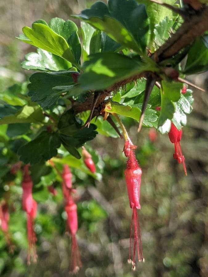 Fuchsiöse johannisbeere 9